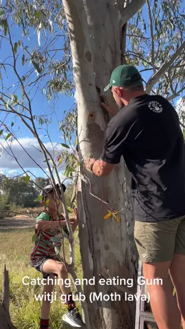 Moth lava, some call it witji grub, other call it gum witji. Showing the young crew how to find and hook them as well as taste the lovely nutty flavoured fat 👌🏽 #witji #grub #witjigrub #aboriginal #bushfood #bushchef #insects #mothlava #bushman #youth #education #hunting #tracking 