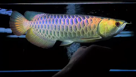 Malaysia Golden Blue Base #fyp #fypシ #arowanafish #aquarium #fish #金龙 #arowana #红龙 