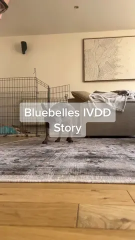 My Dogs IVDD Story 🥹 Distressing Images…Please…insure your pets to make sure they have a long life! #ivddawareness #frenchbulldogs #frenchies 