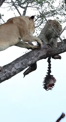 Lioness climbs tree to steal leopard’s kill #safari#leopard#lion#wildlife#southafrica#africa#tiktokusa