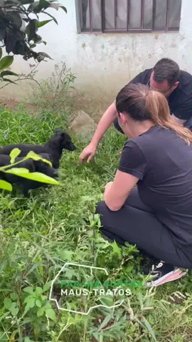 Salvamos mais 3 vidas!!! Recebemos o pedido de ajuda do @jonathanmariano27 , para resgatar três cães em situação de completo abandono no Sítio Cercado (Curitiba/PR). Nossa equipe foi ao local com a Delegacia de Meio Ambiente, e infelizmente a situação se comprovou. Os três cãezinhos estavam sendo alimentados pelos vizinhos, com água podr3, absolutamente sozinhos num ambiente muito sujo e em péssimas condições de saúde.  Depois de conseguirmos resgatar os três cães - o que foi difícil, pois estavam bem estressados - eles foram acolhidos pelo próprio @jonathanmariano27 que havia solicitado ajuda. Em breve, estarão aptos para adoção!  Compartilhe para nos ajudar a encontrar um lar para eles 🥰