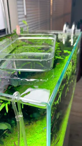 I saw this idea on tiktok and had to try it #aquascape #plantedtank #aquarium #tiktok #fyp #aquariumhobby #fypシ #fishtok #PlantTok #plants #oase #fishtank #uns #plantedaquarium 