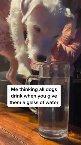 🤣. Please #duet. this! Need to find other glass of water swimmers😂                                      #funnyvideo #funnydog #swimmingdog #foryou 