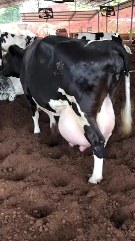Vaca Lechera HOLSTEIN 🥛❤️#vacasdeleite#cows#ganado#ganaderia#fypviral#vacaslecheras#vacasholsteinlecheras