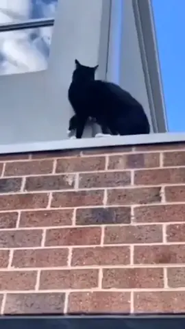Today I am a secret agent cat #fyp #PetsOfTikTok #funny #cats #007 @mother_ofcats_ @funnypet.vne 