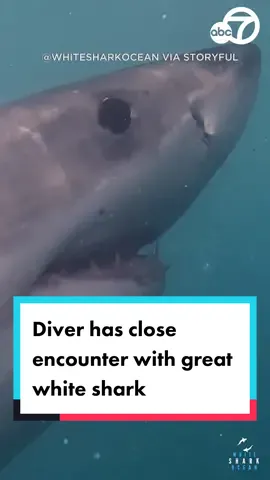 A diver got up close and personal with a great white shark while swimming in Mossel Bay, South Africa. Footage shows a detailed view of the shark’s teeth and gills as it swims past the camera. #shark #sharks #greatwhiteshark #mosselbay #southafrica #ocean #sea #diver #diving #sharkencounter #swim #swimming #news #fyp #foryoupage #abc7news 