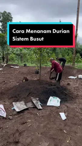 Cara menanam Durian Sistem Busut #fyp #fypシ #fypシ゚viral #kebundurian 