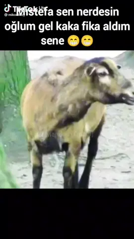 One of my friends sent me this video, i'm sure the goat is not happy about me at all. 😂
