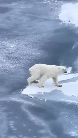 Salvem o Alaska! assinem a petição, é de graça, vocês só precisam assinar. link na bio #salvemoalska #alaska #vaiprofycaramba 