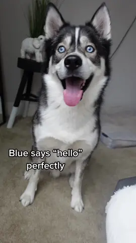 His “hello” is always the cutest 🥰 #husky #huskiesoftiktok #huskylife #dogsoftiktok #viraldogs #viraldogs #doglover #dogmom #talkinghusky 
