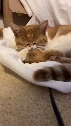 Megamind is that u? #cattok #catsoftiktok #orangecatsoftiktok 