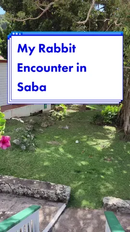 In Saba many animals run wild including rabbits! I've never seen a rabbi actually come when you call it and ive even had a pet rabbit before 😳🤣 #sodynamite #saba #sabaisland #rabbitsoftiktok #rabbits #rabbit #animallover #animalsoftiktok 