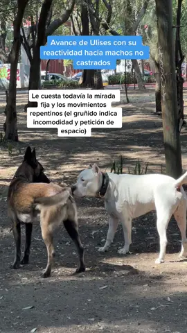 ¿Cómo ayudar a un perro reactivo? Sin castigos, sin correcciones, sin collar de ahorque… tenemos que centrarnos menos en “corregir” y más en ayudarlo a cambiar la asociación negativa que tiene de eso que le causa la reacción. En el caso de Ulises, tuvo que aprender a confiar en  los machos no castrados, pues tuvo una serie de muy malas experiencias cuando tenía 1.5 años. Gracias a esas experiencias, Ulises se ponía a la defensiva cuando otro se acercaba. Si yo corregía sus reacciones solo hubiese estado inhibiendo su comunicación, pero eso no hace que a niveles fisiológicos la respuesta ante ese estímulo cambie (le sigue produciendo la misma emoción, solo que no lo expresa…). Yo prefiero que se sienta bien y no tenga la necesidad de reaccionar y se gestione bien el solo.   Si necesitas ayuda con la reactividad de tu perro, puedes ir al link de mi perfil, encontrarás un curso online que se llama REACTICAN. Te ayudará a entender y tratar la reactividad :) 