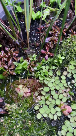 Snail was stuck during low tide #aquascape #pond #aquariumplants #fish #minipond #fishdad #houseplant #houseplants #moss #terrarium #aquaticplants #freshwateraquarium #fishtank #medaka 