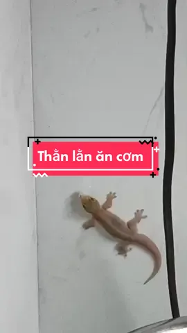 Thằn lằn mụp đi ăn trộm cơm nguội nhà tui #🥲 #tiktok #ănđêm 