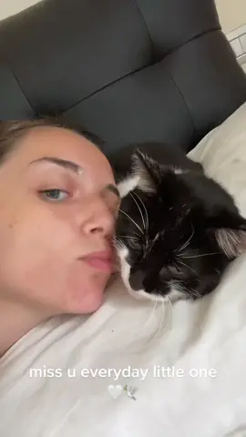 forever my comfiest pillow ✨ #fyp #catlovers #cat #trilli 