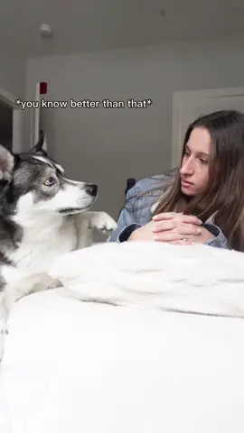 Replying to @user562075674449 i think is happy with the pack he has… 😂 If yoh wanna ask us questions, head to our latest pinned video 🥰 #husky #huskiesoftiktok #huskylife #dogsoftiktok #viraldogs #doglover #dogmom ##talkinghusky##doglife