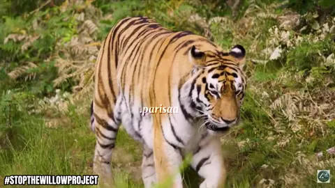 the willow projext is there they will be selling Alaska for oil drilling and this will have a huge impact on the animals and climate change. WE ONLY HAVE A MONTH. PLEASE SHARE. #globalwarming #climatechange #stopthewillowproject #willowproject #sayno #pariisaa #capcut 