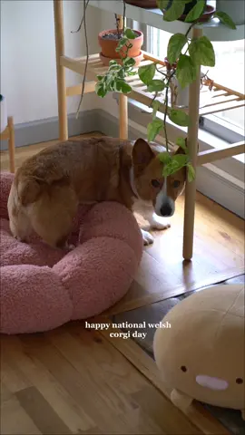 Little weirdo 🫶🏼 #corgi 