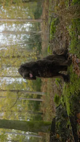Pt1. Of a film I made about my dog Mr Ben :) #filmmaker #filmmaking #cinematic #cinematography #dog #forest #calm #film #filmtok 