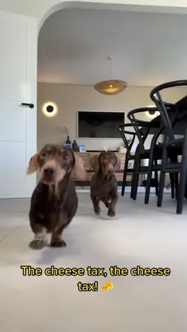 Pay the tax or face the consequences 🧀 🐾 #cheesetax #song #dachshund #dog 