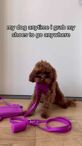 Where are we going?? #walkkit #dogcollar #dogharness @elizabethpamboukian