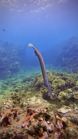🌊Mesmerizing stillness in chaos... This is a Pacific trumpetfish, called nunu in Hawaiian!  They can grow to several feet long, as well as change color. Trumpet fish will suspend themselves vertically to help them blend in with their surroundings, patiently waiting to ambush their prey! @gopro @padi  #padifreediver #coralreef #freedivephotography #peaceful #goprounderwater #peaceful #stillness #oceanlife #underwaterphotography 