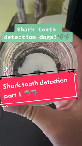 Trying something new with the pack! Shark tooth detection project part 1! #packofcrazies #alfalfa #dogs #fyp #moo #trend #bradleythedal #dogtrainer #scentwork 