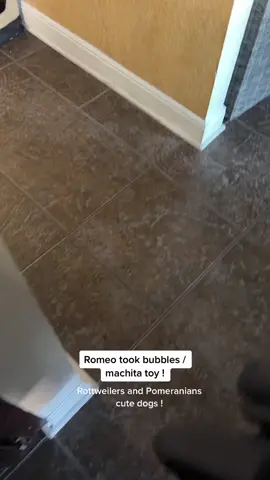 Bubbles is yelling and Romeo he stole her toy. Lol 😂 #dogs #rottweiler #pomeranian 