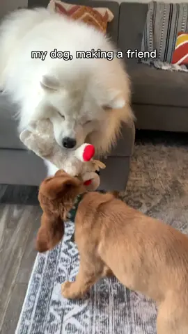 all the puppy frens pls🥹 #lightningmcqueen #biggestfan #samoyedsoftiktok #goldenretriever 