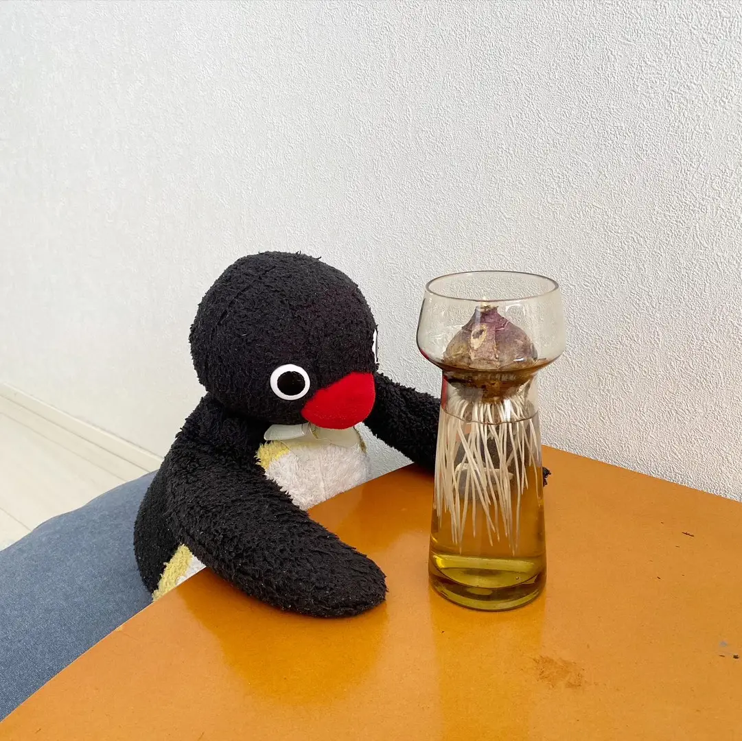 🐧🤔💨 ・ #ピングー #pingu #ぬい撮り #ペンギン #penguin #🐧 #球根 #bulb #ヒヤシンス #hyacinth #stuffedanimals #plushies #nootnoot #japan 