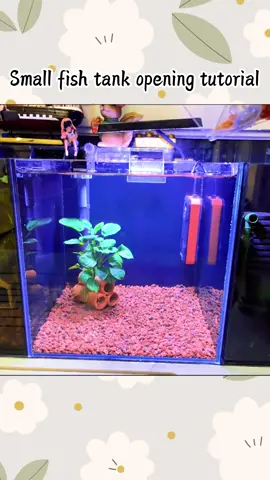 Mini aquarium fish tank landscaping for little fishes #aquarium #aqua #fishtank #fish #fishtok #aquascape #livefish #petlife #pet #glasstank #minifishtank #fyp