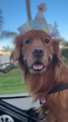 Spending Luna’s birthday doing her favorite things, going to the beach, eating cupcakes and playing with her groomer! 🐶🎉 #goldenretriever #dogbirthday #dogbeach #goldenretrieverlife #slingshot #dogdad 