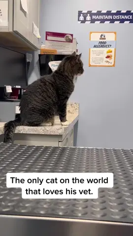 #vet #cat #alex #catsoftiktok #cats #Love 