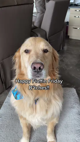 Buddy is having a rough Friday 😕 #happyfriday #funnydog #dogfunny #funnydogvideos #dogsoftiktok #dogtok #goldensoftiktok #funnyvideo #hilarious #fyp 