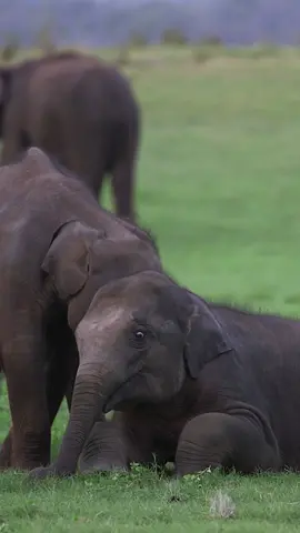 Two baby Sri Lankan elephants play together 🐘 This #WorldWildlifeDay, we are showcasing a species that is well loved, but one of many that is endangered: the elephant. Amidst habitat loss, new laws have brought hope in protecting these gentle giants for future generations. #elephant #srilanka 