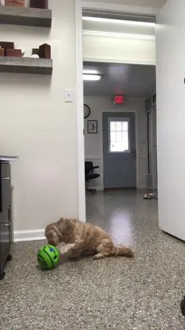 Being blind wont stop Fawn from playing with her toys! #humanesociety #rescue #adopt #baldwincountyalabama #shelter #adoptme #rescuedog #dog #dogsoftiktok #zoomies #blind #blinddog 