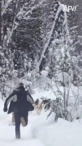 Those dog sled dogs fled 🛷👋 #dog #dogsledding #husky #fail #funnyvideos #funnyvideos #afv 