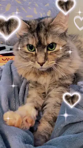 #kittytok #kittytiktok #catsoftiktok #cats #cat #kitty #kittycat #makingbiscuits #kneading #kneadingcat #meow #cattok #cattiktok #pets #PetsOfTikTok #tabby #tabbycat #tabbycatsoftiktok #tabbycatsrule #cute #cutekitty #sweet #sweetkitty #fyp #fypシ #foryou #foryoupage #relaxing #relaxation #relaxingvideos #catvideos #kittyvideos #hearts #sweetheart #asmr #morning #goodvibes #goodmorning #goodday #happyvibes #chill #happycat #happy #chillvibes #chilling #loveyou #iloveyou #lovelykitty #lovely #Love #mycat #felines #feline #felinefriends #felinegood #felinecuties #felinecute #friday #sunny #joy #peace #hope #baby #babykitty #meowmeow #hi #friends #friendship #senior #seniorcat #seniorcatsoftiktok #seniorcats #adultcats #adorable #fluffy #fluffycat #fluffycatsoftiktok #fluffycats #fluffycatsquad #fluffycatcrew #seniorcatsrule #seniorcatsrock #beautiful #beautifulcat #beautifulcats #stripes #fuzzy #fuzzycat #fuzzycats #life #catlife #catlifestyle #catlifeshow #kittylife #kittylifestyle 