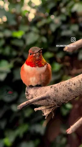 Friday feels with Mr. Allen 🧡✨ #hummingbirds #nature  . Share this video with friends and family to spread the joy of hummingbirds ✨ . . #hummingbirdlover #birdlover #birds #naturelover #Outdoors #birdwatching #gardenbirds #featherperfection #instabirds #wildlife #hummingbirdfeeder #backyardbirds #birdsinflight #hummingbird  #hummingbirdsoftiktok #asmr #foryou #vibes #WeekendVibes #hummerbirds #viral #fyp #foryoupage #reels #birdreels #naturereels #reels__tiktok #reelsviral #tgif #friday 