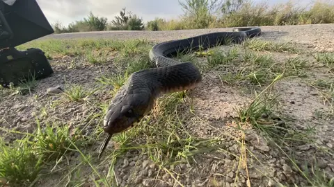 Huge indigo snake from Texas.  #indigo #indigosnake #snake #snakes #snakesoftiktok #herp #herping #herpingtiktok #nature #texas #long #big #bigsnake #texasindigo #animal #wildlife #wild #huge #blacksnake 