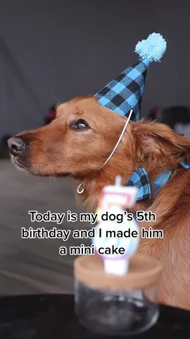 My dog turned 5 today and I made him a mini birthday cake!  Ingredients 🧁 1 cube of @huntawaywild venison 🧁 1/4 cup of plain 2% @fage yogurt 🧁 3 @lovingpets_ duck sausage treats Directions: 1. Roll partially defrosted venison cube into a cylinder shape 2. Slice into 3 rounds 3. Spread plain yogurt in between each round, stack them onto each other, then spread more yogurt on the outside and on top  4. Decorate edge of cake with duck sausage #foryoupage #birthday #fyp  #dogsoftiktok