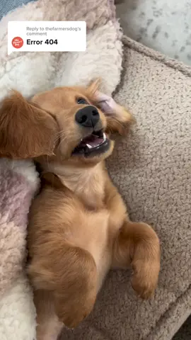 Replying to @thefarmersdog there is nothing in her little brain #dachshundsoftiktok #minidachshundsoftiktok #minidachshundpuppy #dachshundpuppy #puppytok #miniweennie 