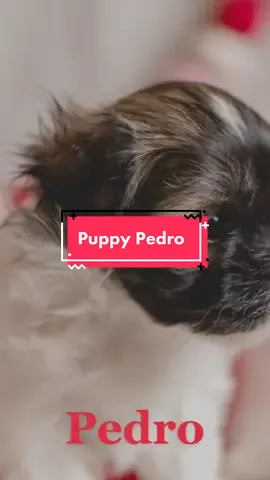 Thats just my baby doggy Pedro who will be home Maech 12! We are so excited!!! #puppy #havanese #dogsofttiktok #pedro #fyp #puppylove #ruff #havanesepuppy #havaneseoftiktok #puppybreath 
