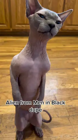 Definitely be against the guidelines if I posted the last one #catvideos #cats #dupe #dupes #jokes #sphynx #sphynxcat #kitty #meninblack #kimpossible #birdmeme #kittens #kittensoftiktok 