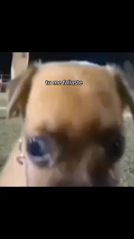 Qiuvo#fyp #palogolpeadordeparejasfelices
