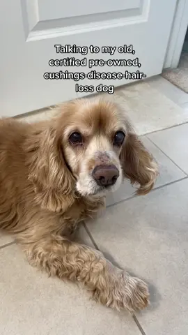 I like it, picasso. #seniordog #cushingsdisease #cockerspaniel #dogtok 