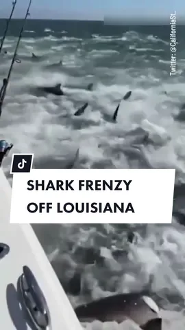 Fishermen off the coast of Venice, Louisiana, have captured a shark feeding frenzy taking place all around their fishing boat. “I’m getting soaking wet,” one of the fishermen can be heard saying as spray generated by the sharks splashed onto the occupants. #Shark #frenzy #feeding #ocean #sea #fish #fishing #soaked #boat #Venice #Louisiana #10newsfirst 