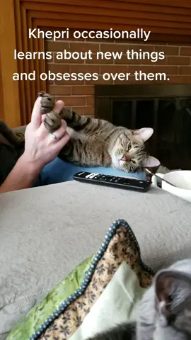 Khepri and the spoons. #kheprithecat #livingwithcats #humor #spoons 