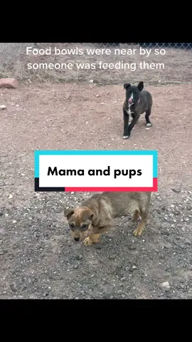 Mama and pup are safe, so sorry brown pup i came too late 🌈#fyp #rescuetiktok #puppytiktok #dogsoftiktok #rainbowbridge 